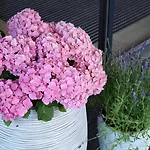 Апартаменты Valentin Design